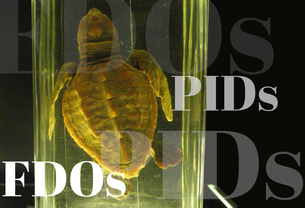 Get Involved in Ensuring Accessibility and Machine Actionability for Natural History Collections: FDO Profiles in DiSSCo